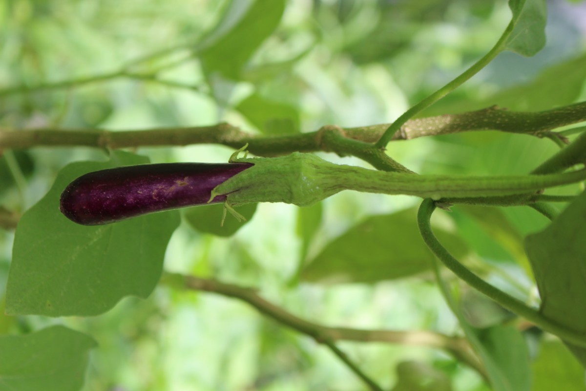 Solanum melongena L.